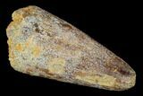 Cretaceous Fossil Crocodile Tooth - Morocco #122484-1
